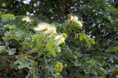 Albizia lebbeck (Hint sirisi) güçlü kanatta bitki