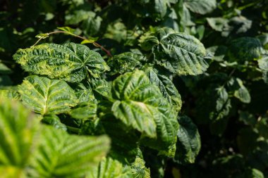 Ahududu (rubus idaeus) bitki yaprakları güneşli bir günde küf hastalığına yakalanır.