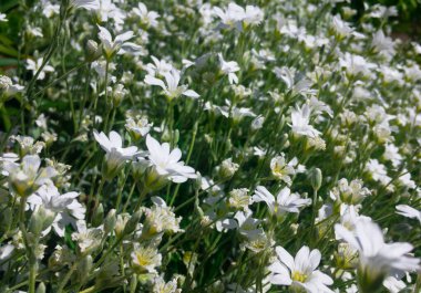 Snow-in-summer flower (Cerastium tomentosum) with shallow depth of field, natural background clipart