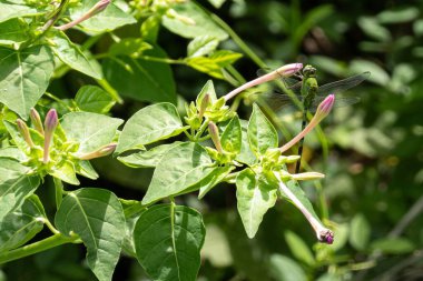 Küba 'da Doğu Pondhawk (Erythemis simplicicollis) yusufçuğu (mirabilis jalapa) ile Peru Marvel' i (mirabilis jalapa)