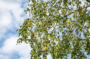 Arka planda mavi gökyüzü bulunan gümüş huş ağacı (betula pendula)