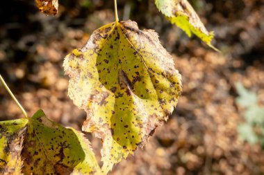 Linden ağacı (tilia europaea) sonbaharda yaprak lekesi hastalığının saldırısına uğradı