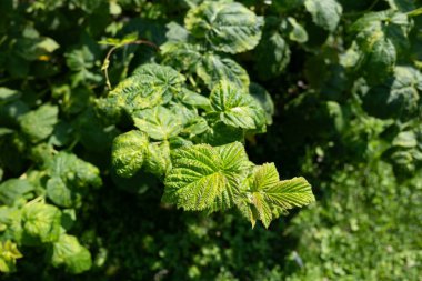 Ahududu (rubus idaeus) bitki yaprakları küflü hastalık ve bulanık arkaplan ile