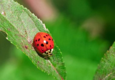 Multicoloured Asian lady beetle (Harmonia axyridis) known as harlequin on grass straw clipart