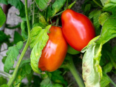 Bush with two red tomatoes plant (solanum lycopersicum), shallow depth of field clipart