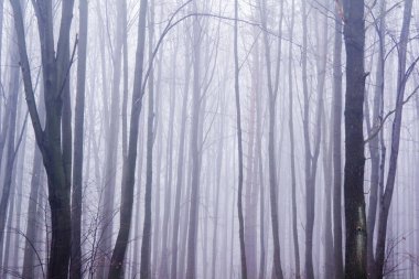 Sonbahar mevsiminin sonlarında sisle kaplı ağaçlarla dolu orman.