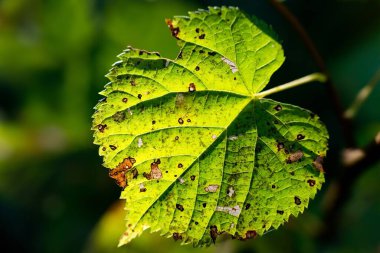 Bulanık, sıcak renkli arka planda hafif hasar görmüş fındık yaprağı