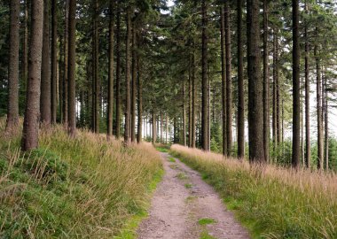 Çek Cumhuriyeti 'nin Moravskosske Beskydy Dağları' nda derin bir sonbahar kozalaklı ormanında yol