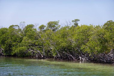 Kırmızı mangrov ağaçları (Rhizophora ezmesi) su, Küba, Karayipler 'de sular altında kaldı