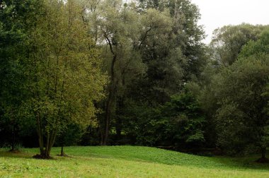 Geniş yapraklı ağaçları olan yeşil bir park.  