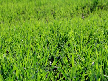 Singlegrass olarak bilinen yeşil ot (urochloa dictyoneura), doğal arka plan