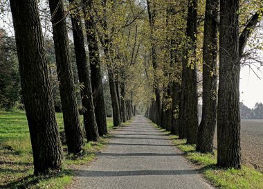 Ortasında bir sürü ağaç ve asfalt yol olan sonbahar sokağı.