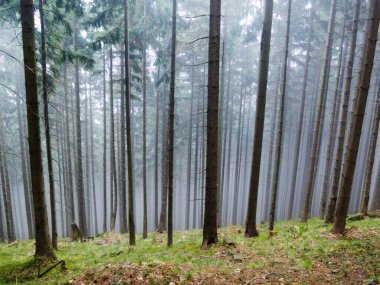 Sis ve sisle kaplı bir tepenin üzerindeki orman