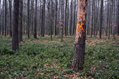 Kesilmesi için Kızıl Haç tarafından imzalanmış bir ağaç.