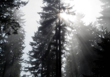 Güneş ışınları kozalaklı ormanda parlıyor.