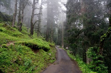 Hindistan 'daki Hatu Tepesi' ne giden yol ormandan geçiyor.