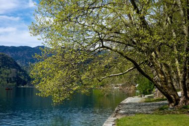 Slovenya 'da Bled Gölü kıyısında bir ağaç
