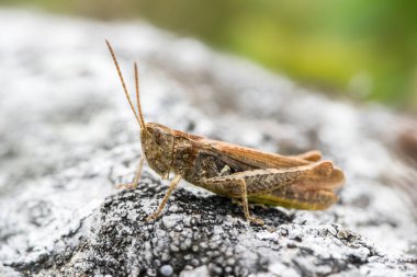 Korthippus Biguttulus (çekirge) küçük bir taşın üzerinde