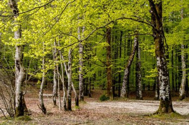 Slovenya, Avrupa 'da bir ormanda yaprak döken ağaçlar