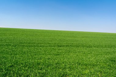 Açık mavi gökyüzü olan yeşil çayır.