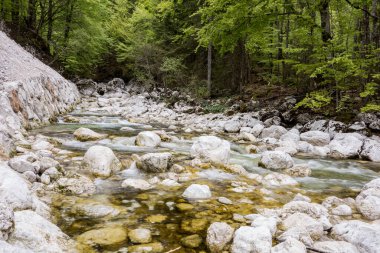 Slovenya 'nın derin ormanlarında Savica nehri