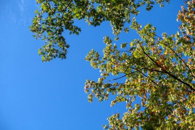 Kopyalama alanı olarak mavi gökyüzü olan sonbahar ağacı