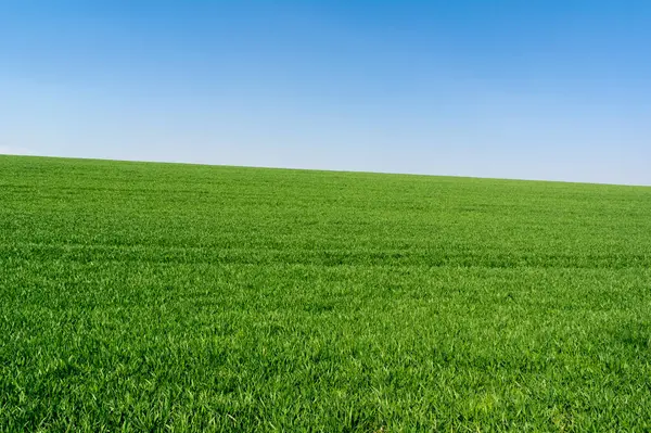 Açık mavi gökyüzü olan yeşil çayır.
