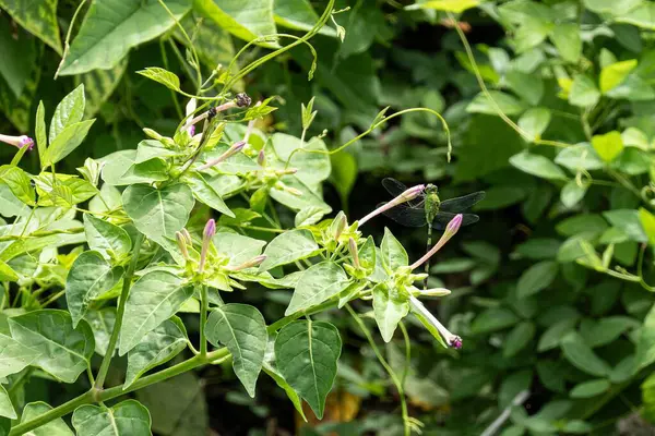 Peru çiçeği Marvel (mirabilis jalapa), küçük Doğu Pondhawk (Erythemis simplicicollis) yusufçuk yapraklı, Küba