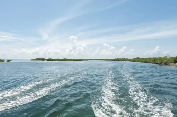Kırmızı mangrov ağaçları (Rhizophora ezmesi), Küba, Karayipler 'de su izleri var.
