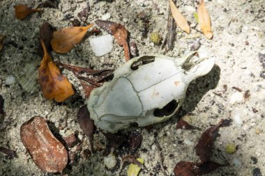 Küba, Karayipler 'deki ölü Küba hutia (capromys pilorides) kemirgen hayvan kafatasının üst görüntüsü