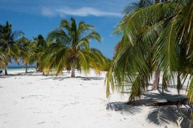 CAYO BLANCO, CUBA - 1 Eylül 2023: Palmiye ağacı, okyanus, beyaz kum plajı ve Karayipler 'deki Cayo Blaco adasında turistler