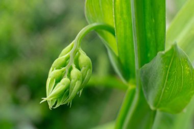 Ebedi bezelye (latirus latifolius), Haziran ayında sığ bir tarlada tomurcuklanır.