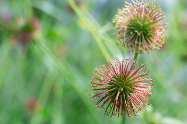 Ağaç bahçelerinin meyvesi (geum urbanum) bitkisi, bulanık arkaplan ile detay