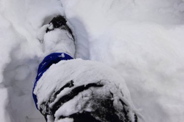 Bir adam kış boyunca dizlerine kadar karda yürür.