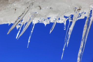 Crystal clear frozen icicles hanging with the roof, with the background of clear blue sky clipart