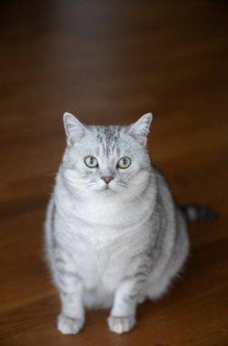 Scottish straight adult cat sitting on the wooden floor. High quality photo clipart