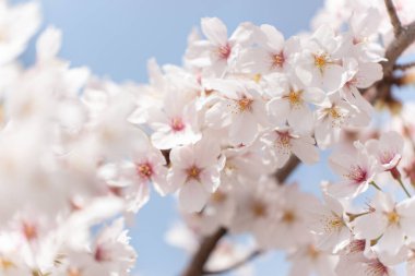 Japonya 'da kiraz çiçeğinin çiçek açtığı yakın plan görüntüsü. Yüksek kalite fotoğraf