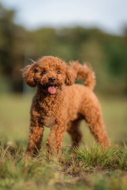Dili dışarı fırlamış, neşeli kahverengi bir kaniş köpeği. Halka açık parkta yürüyüş yapan mutlu oyuncak kaniş köpekleri. Yüksek kalite fotoğraf