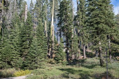 Yangından sonra yanan orman California 'da dumanla yeniden büyüyor. Çevresel iyileşme, iklim değişikliği ve doğa dayanıklılığı kavramı. Yüksek kalite fotoğraf