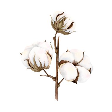 El yapımı yumuşak, zarif pamuk dalı. Beyaz arka planda izole edilmiş suluboya botanik illüstrasyon. Çiçekli tebrik kartları, davetiyeler, düğün tasarımı, çiçek aranjmanları, çıkartmalar için çizimler.