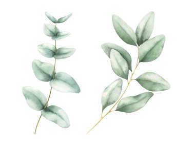 Zarif yeşil okaliptüs dallarının botanik tablosu. Beyaz arka planda izole edilmiş suluboya el çizimi. Düğün davetiyeleri için yeşillik çizimi, doğum günü kartları, tasarımlar, şablonlar.