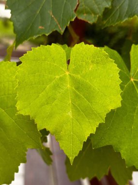 Kalp şeklinde sarmaşık yaprakları baharda. 