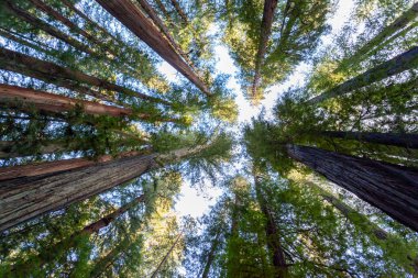 Görkemli sekoya ağaçlarına bakıyorum, güneş ışığı yoğun gölgelerinden süzülüyor, öğleden sonra huzurlu bir ormanı aydınlatıyor. Doğa bu huzurlu ortamda gelişiyor..