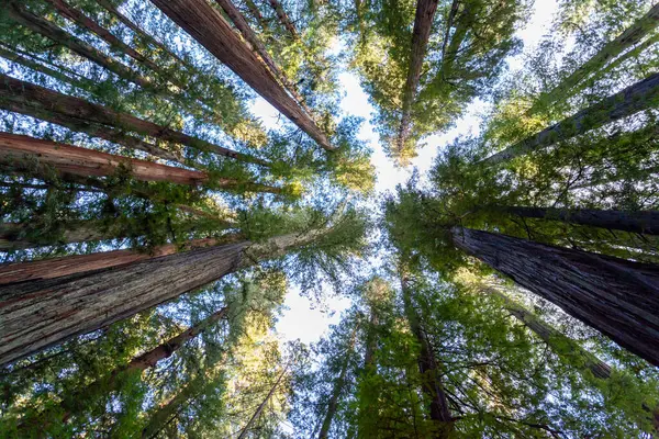 Görkemli sekoya ağaçlarına bakıyorum, güneş ışığı yoğun gölgelerinden süzülüyor, öğleden sonra huzurlu bir ormanı aydınlatıyor. Doğa bu huzurlu ortamda gelişiyor..