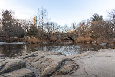 Ördekler Central Park 'ta sakin bir kış gününün tadını çıkarırken gölet güneş ışığı altında parlarken ve ağaçlar serin gökyüzüne karşı çırılçıplak dururken. Gapstow Köprüsü, arka planda tarihi bir taş köprü var.