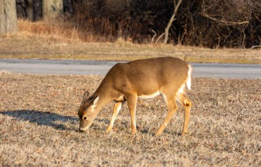 New Jersey Sandy Hook 'ta bir geyik sakince otlar, sakin bir kış sahnesi sergiler..