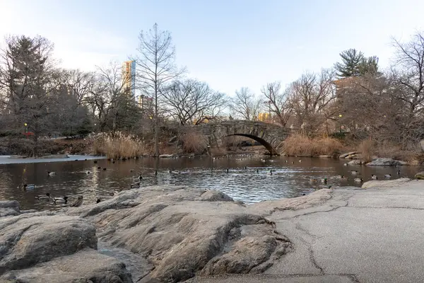 Ördekler Central Park 'ta sakin bir kış gününün tadını çıkarırken gölet güneş ışığı altında parlarken ve ağaçlar serin gökyüzüne karşı çırılçıplak dururken. Gapstow Köprüsü, arka planda tarihi bir taş köprü var.