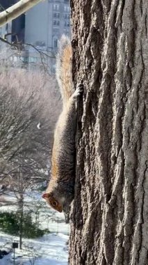 Tepetaklak olmuş bir sincap, soğuk bir kış gününde Central Park 'ta bir ağaç sapını yakalar..