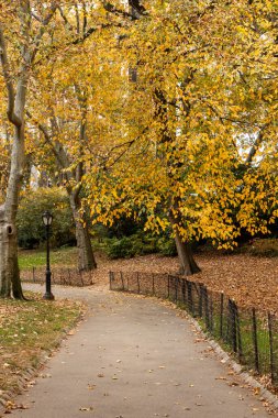 New York 'taki Central Park boyunca uzanan sessiz bir patika. Altın sonbahar ağaçları ve dağınık yapraklarla dolu..
