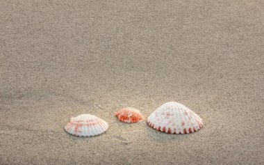 Okyanus boyunca yumuşak kumsalda, açık mavi gökyüzünün altında ince beyaz bulutlarla birlikte ayak izlerinden oluşan bir patika. Fort Myers, Florida 'daki Aşıklar Parkı plajında sakin bir an..